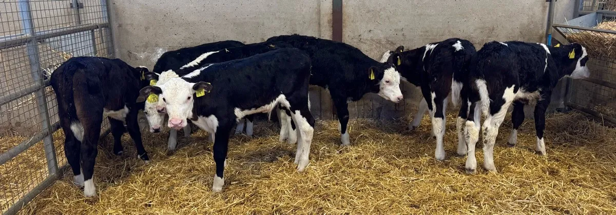 Hereford Bulls - Image 2