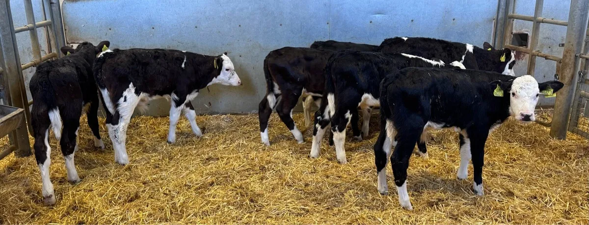 Hereford Bulls - Image 3