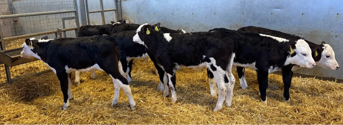 Hereford Bulls - Image 4