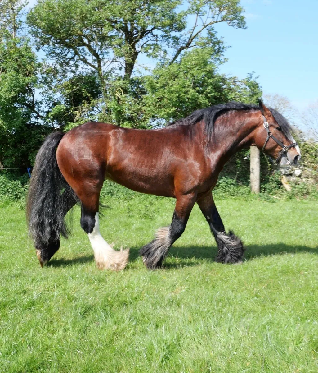 COCO COLA AT STUD - Image 2