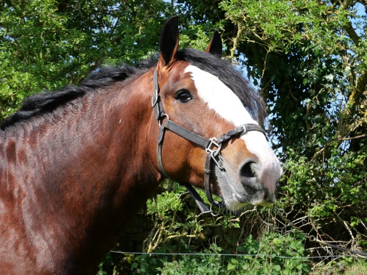 COCO COLA AT STUD - Image 1