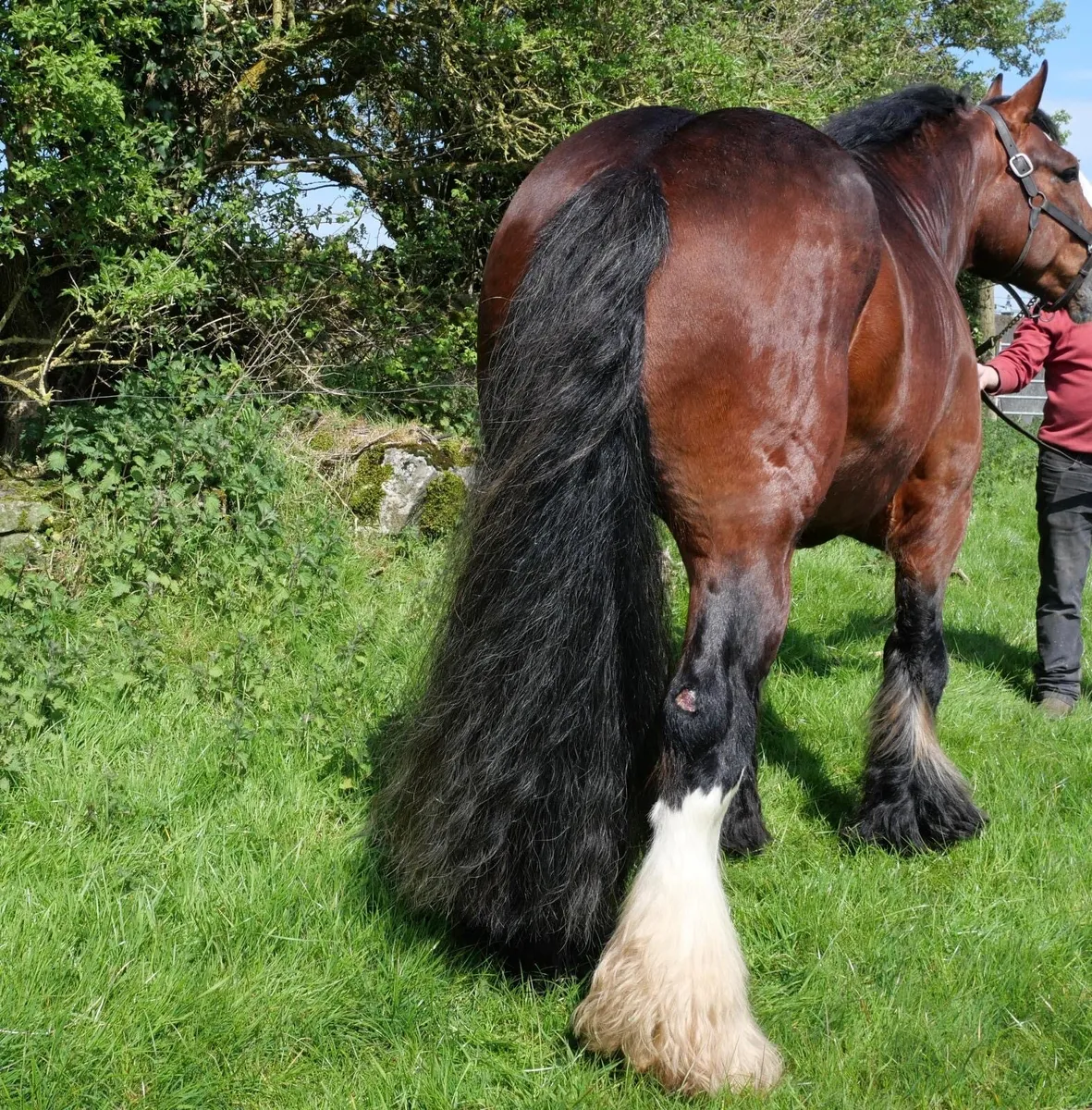 COCO COLA AT STUD - Image 3