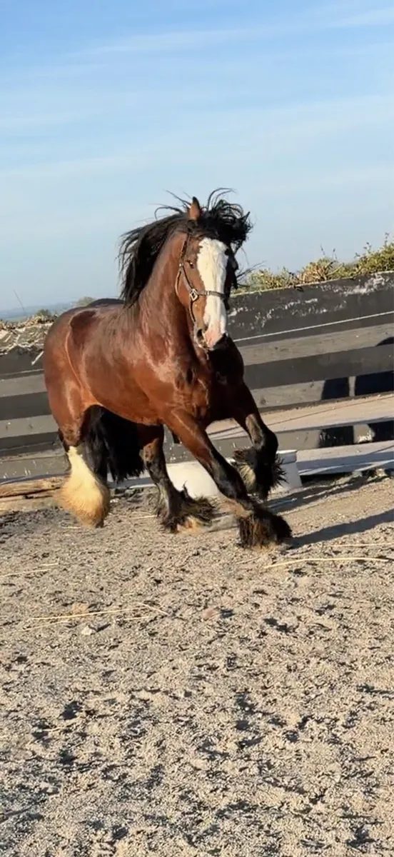 COCO COLA AT STUD - Image 4