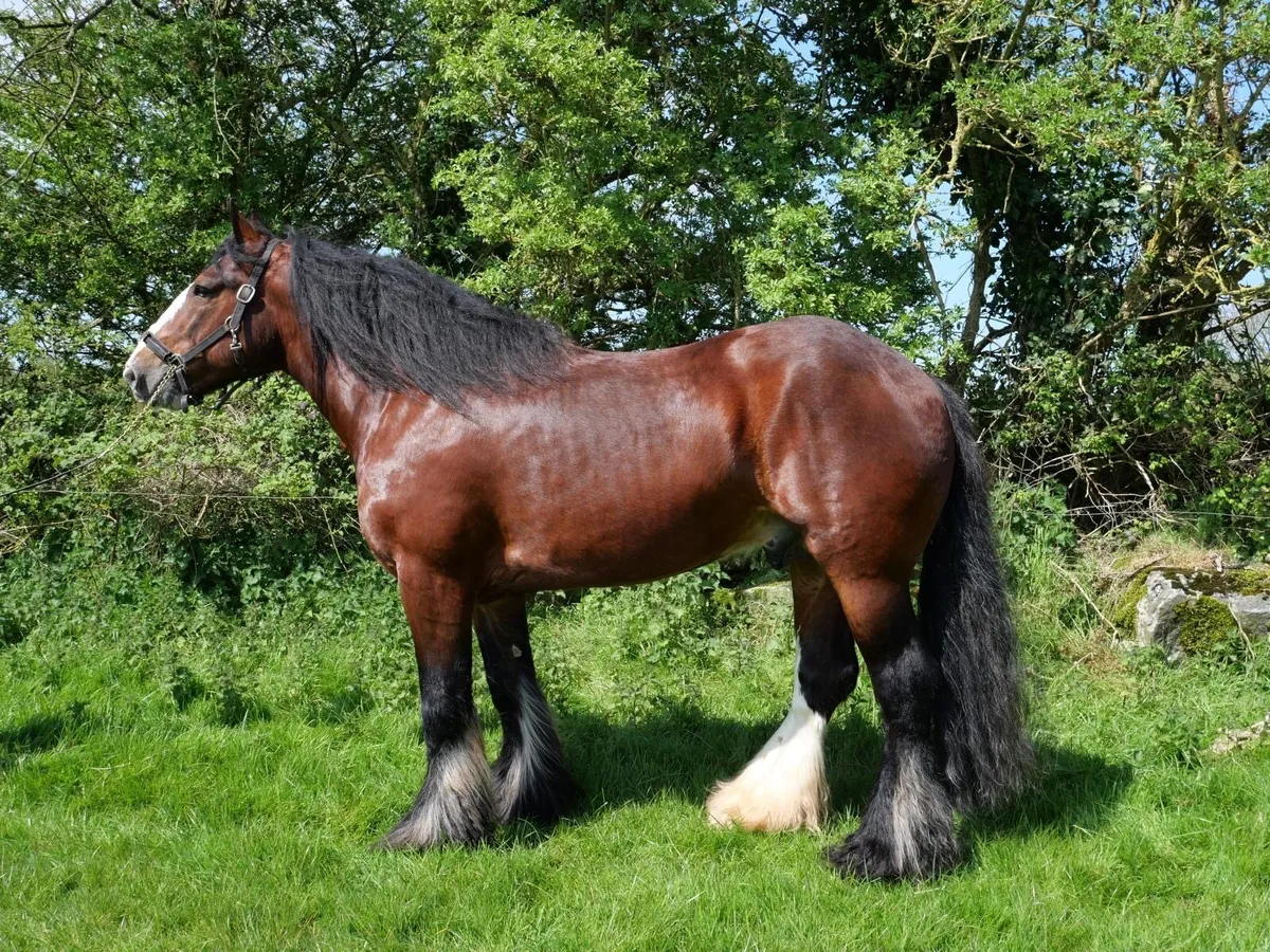 COCO COLA AT STUD - Image 1