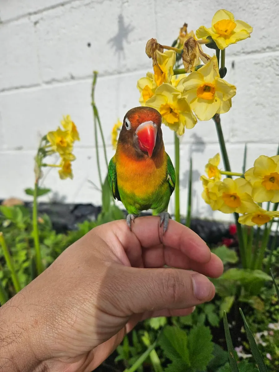 Love birds hand reared - Image 1