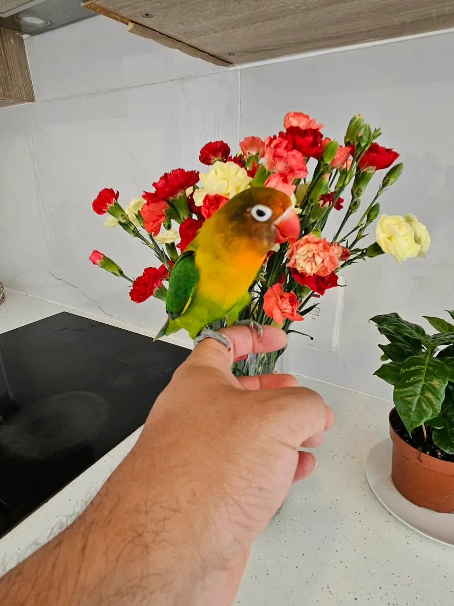 Love birds hand reared - Image 4