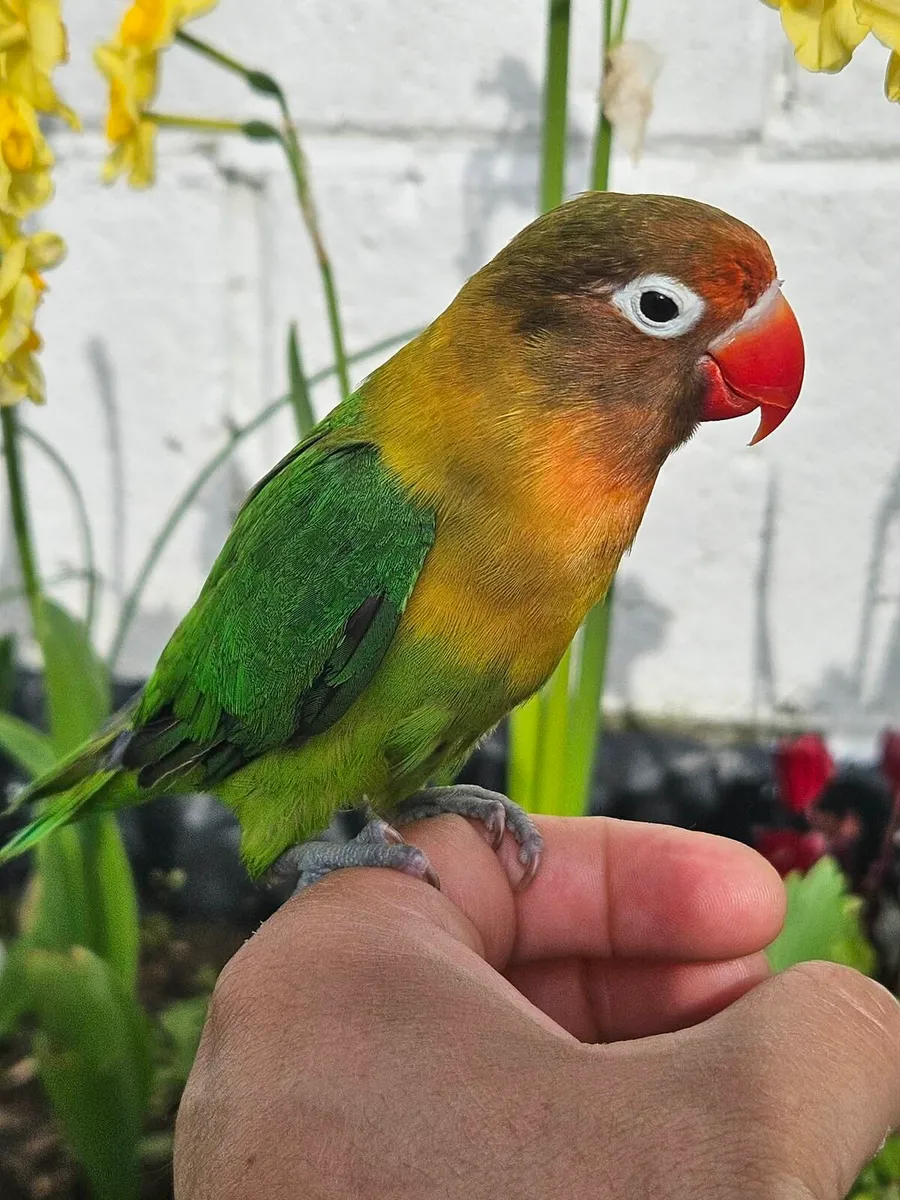 Love birds hand reared - Image 2