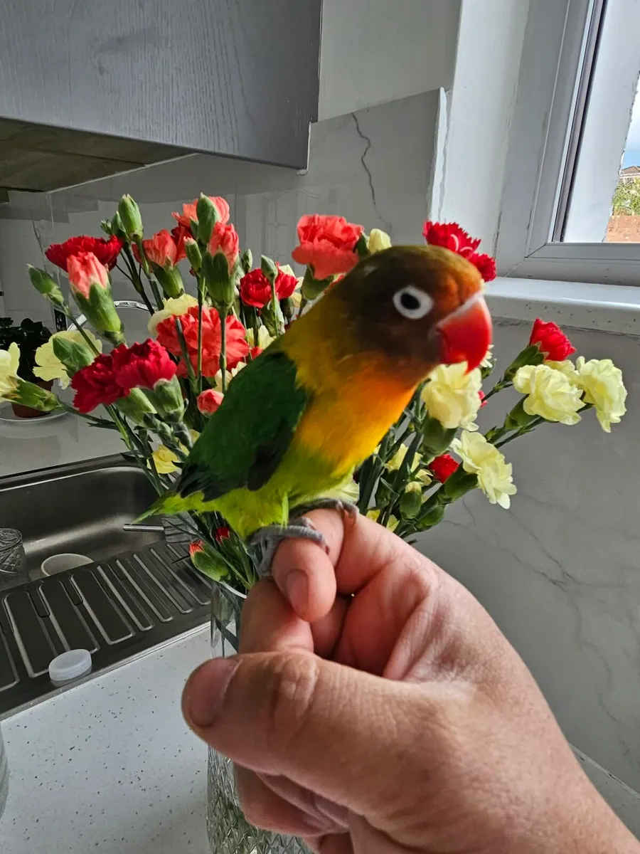 Love birds hand reared - Image 3