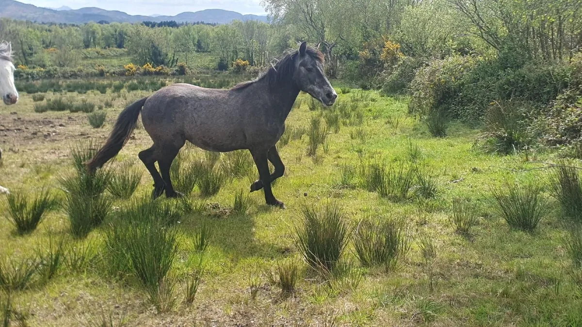 Connemara 3yr old - Image 1