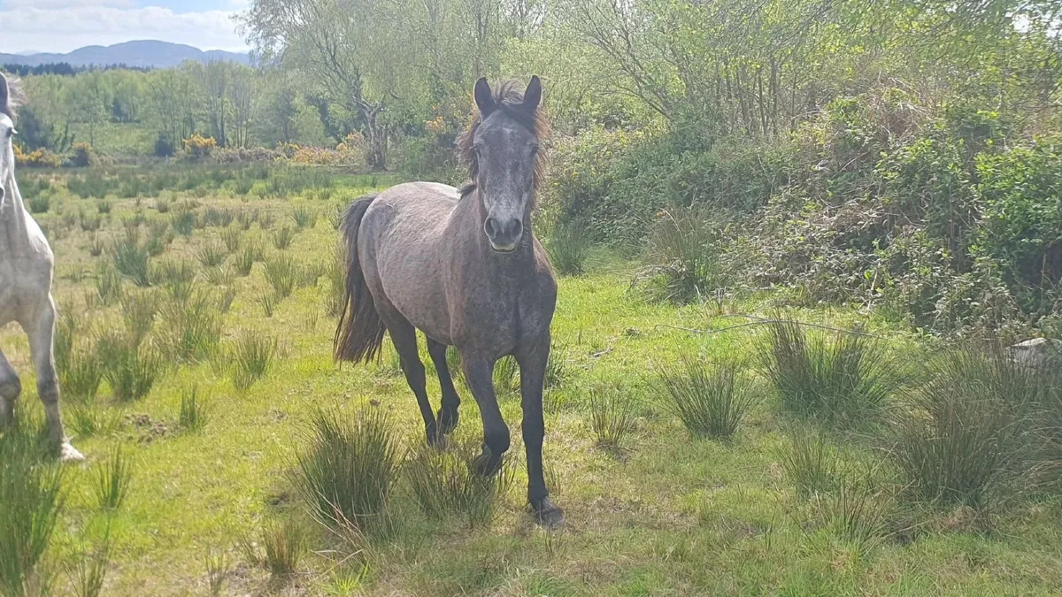 Connemara 3yr old - Image 2