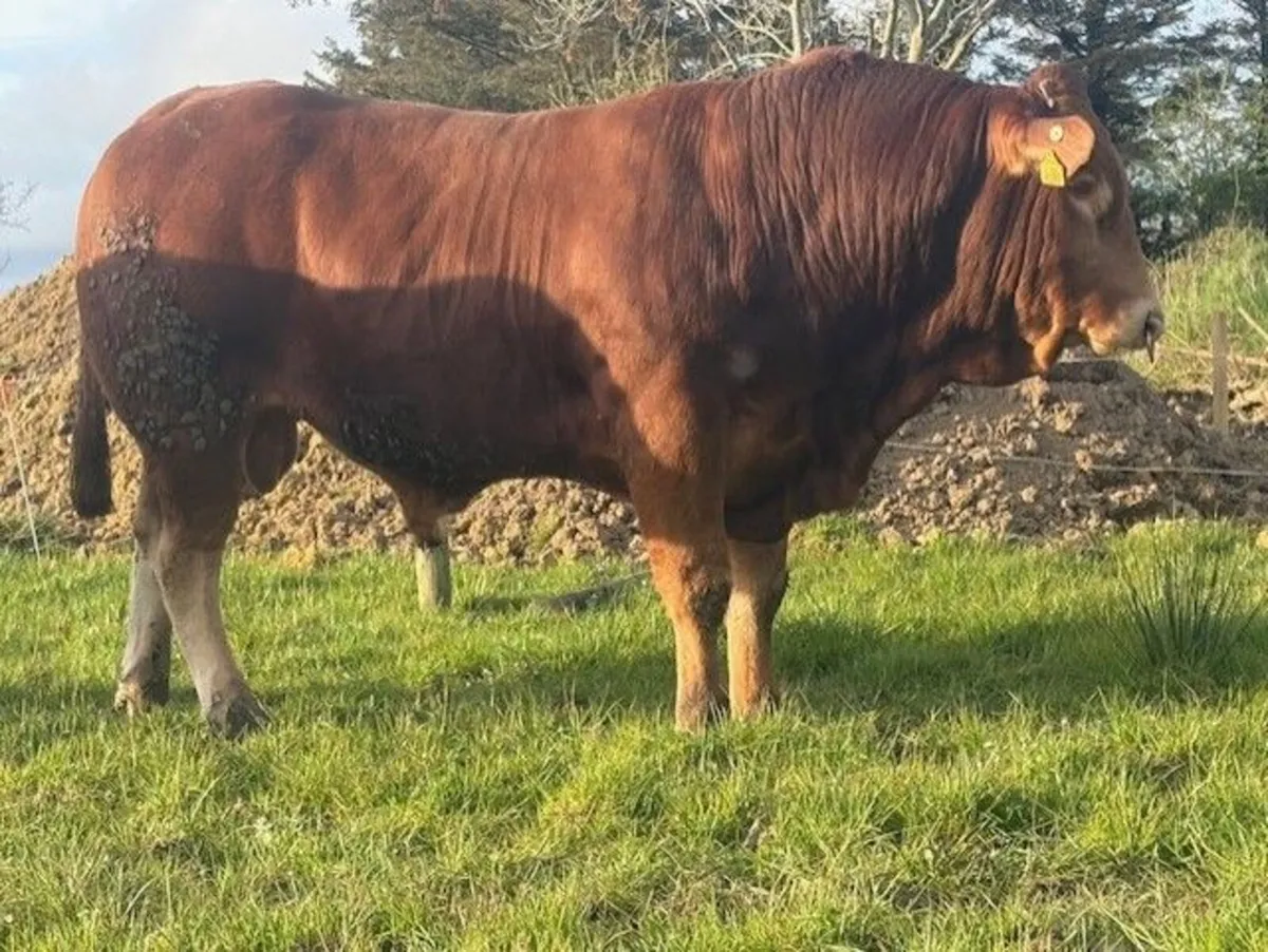 PBR Limousin Bulls - Image 3