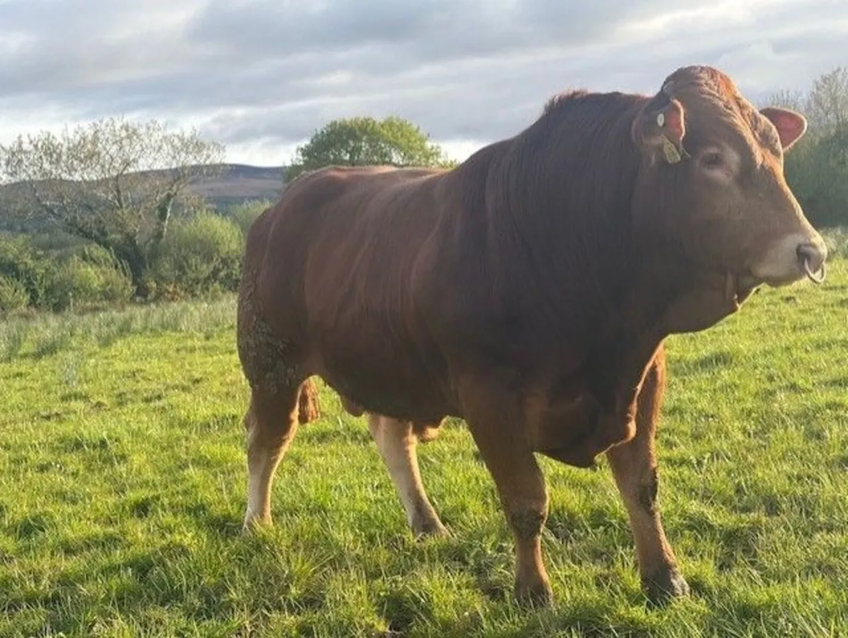 PBR Limousin Bulls - Image 4