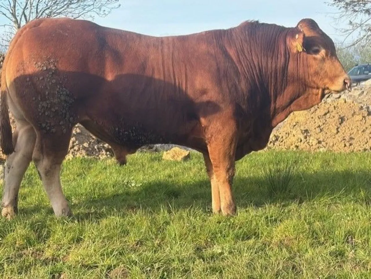 PBR Limousin Bulls - Image 2