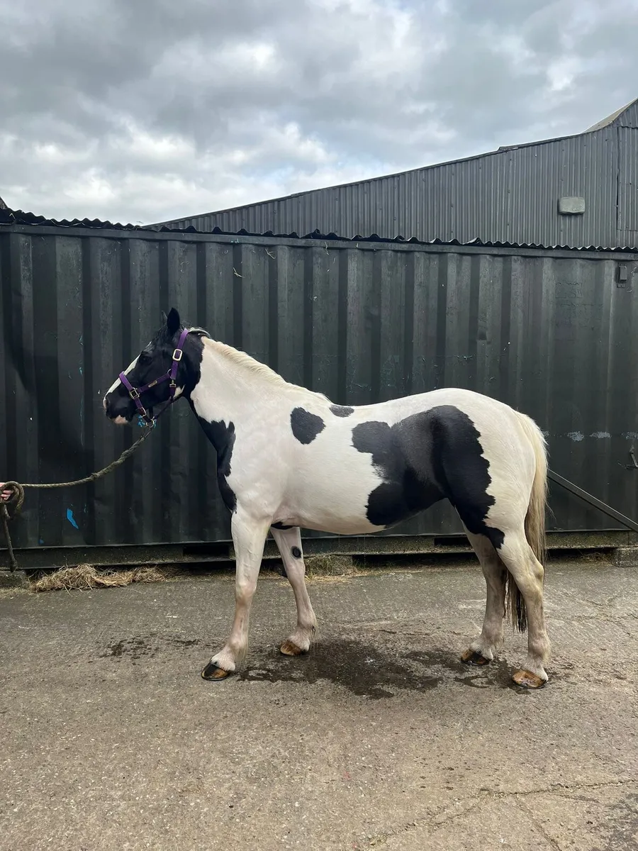 Lot 267 Goresbridge May 7th  6YO All Rounder - Image 2