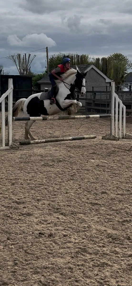 Lot 267 Goresbridge May 7th  6YO All Rounder - Image 3