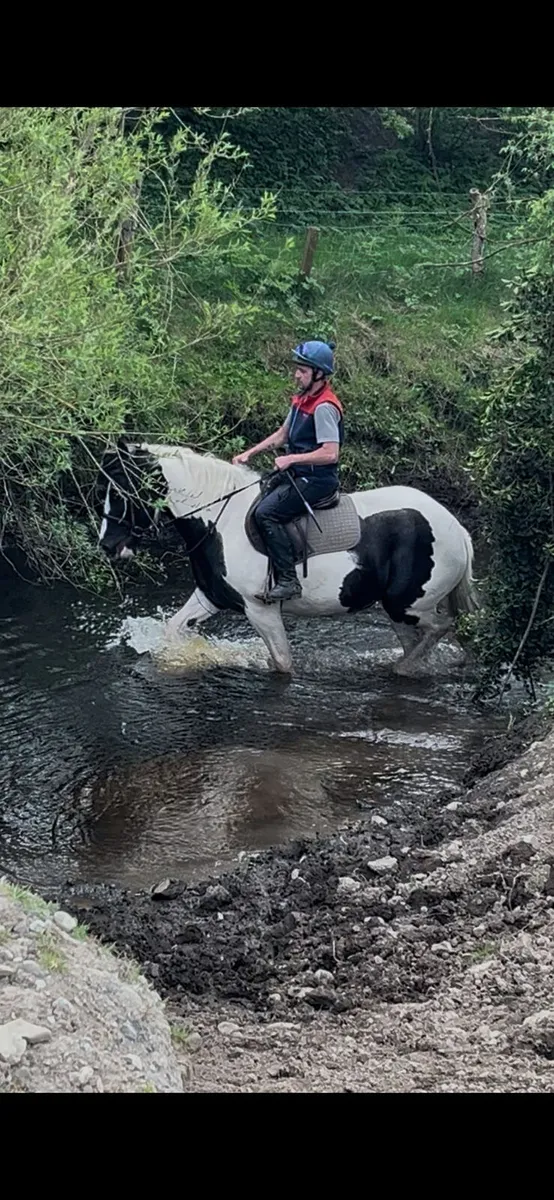 Lot 267 Goresbridge May 7th  6YO All Rounder - Image 1