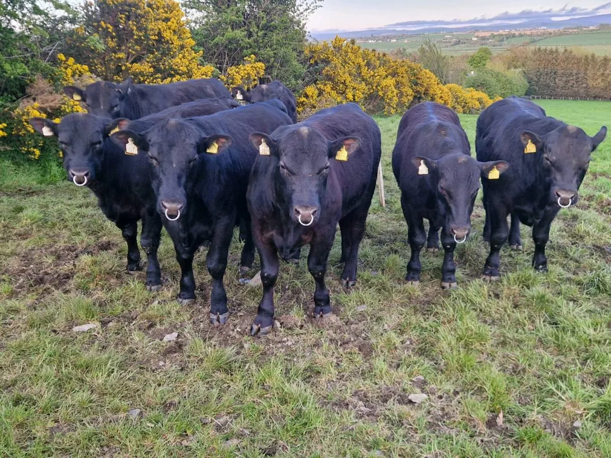 Pedigree Aberdeen Angus Bulls