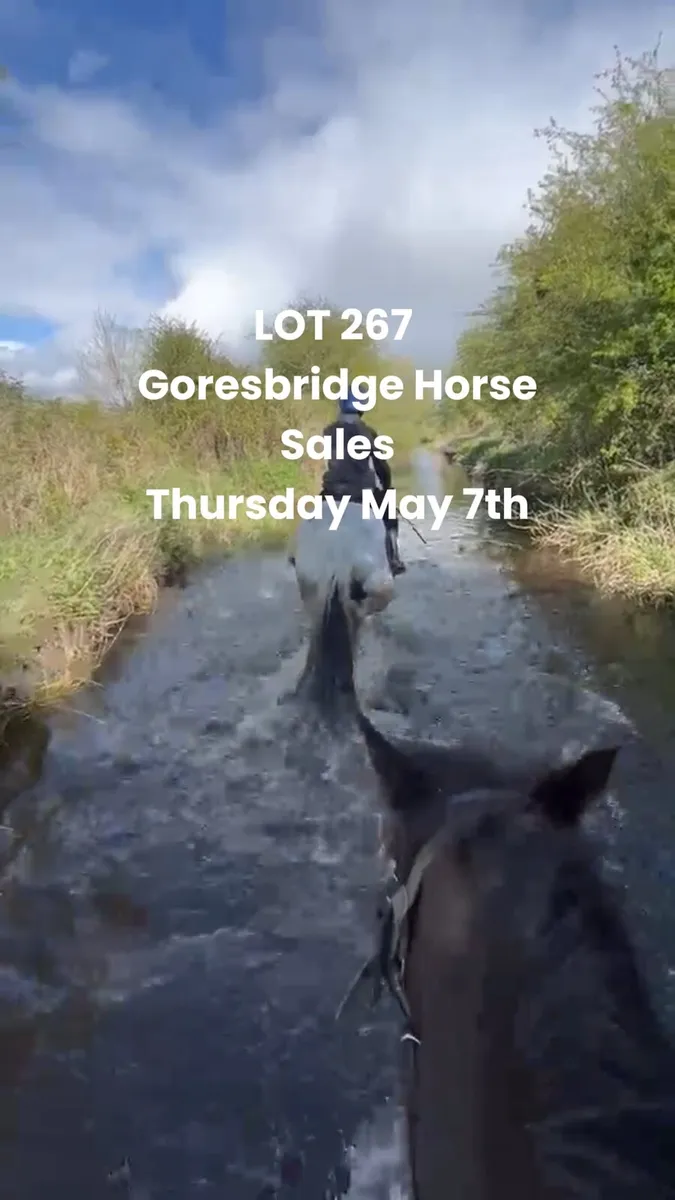 Lot 267 Goresbridge May 7th  6YO All Rounder - Image 4