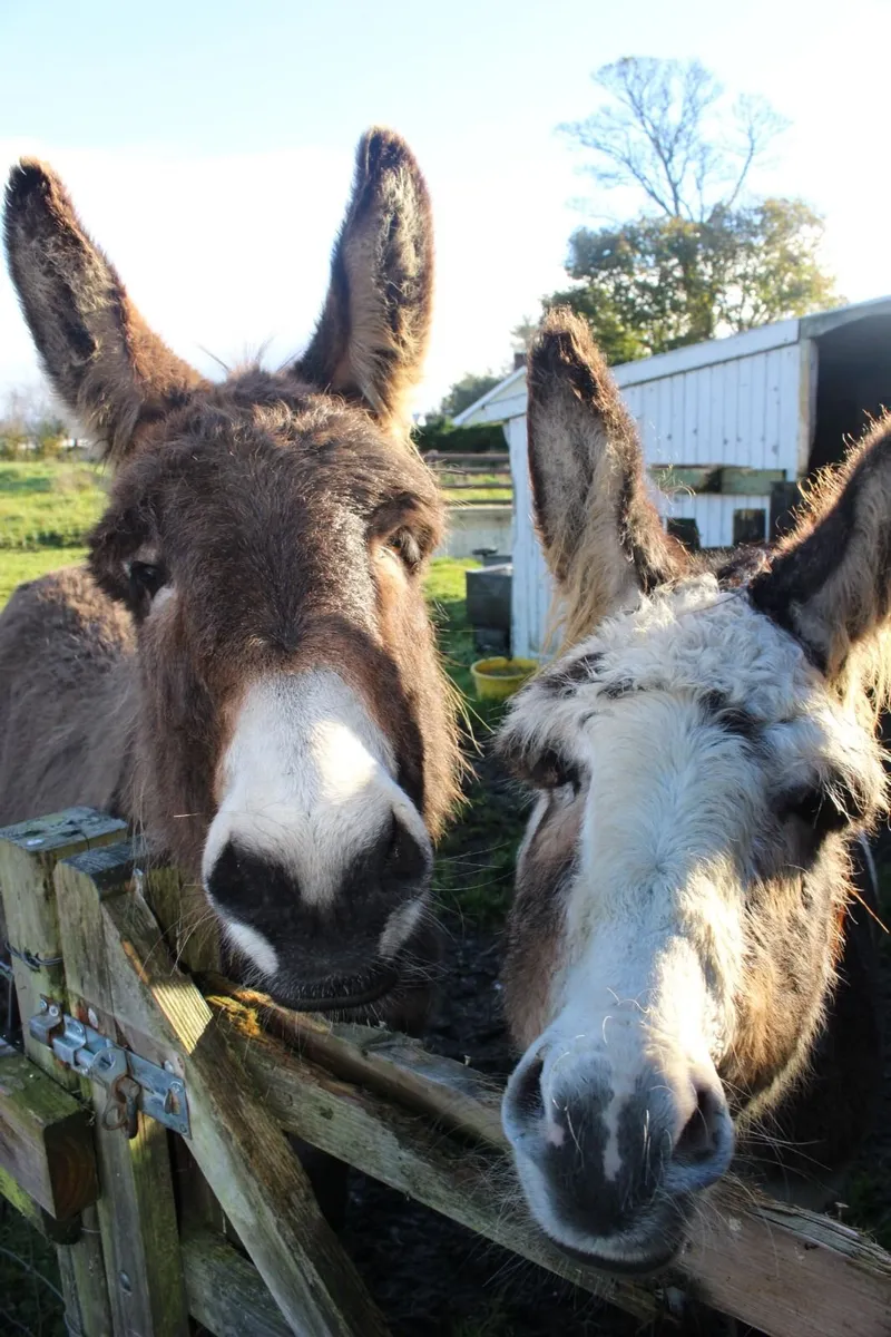 Donkeys - Image 4