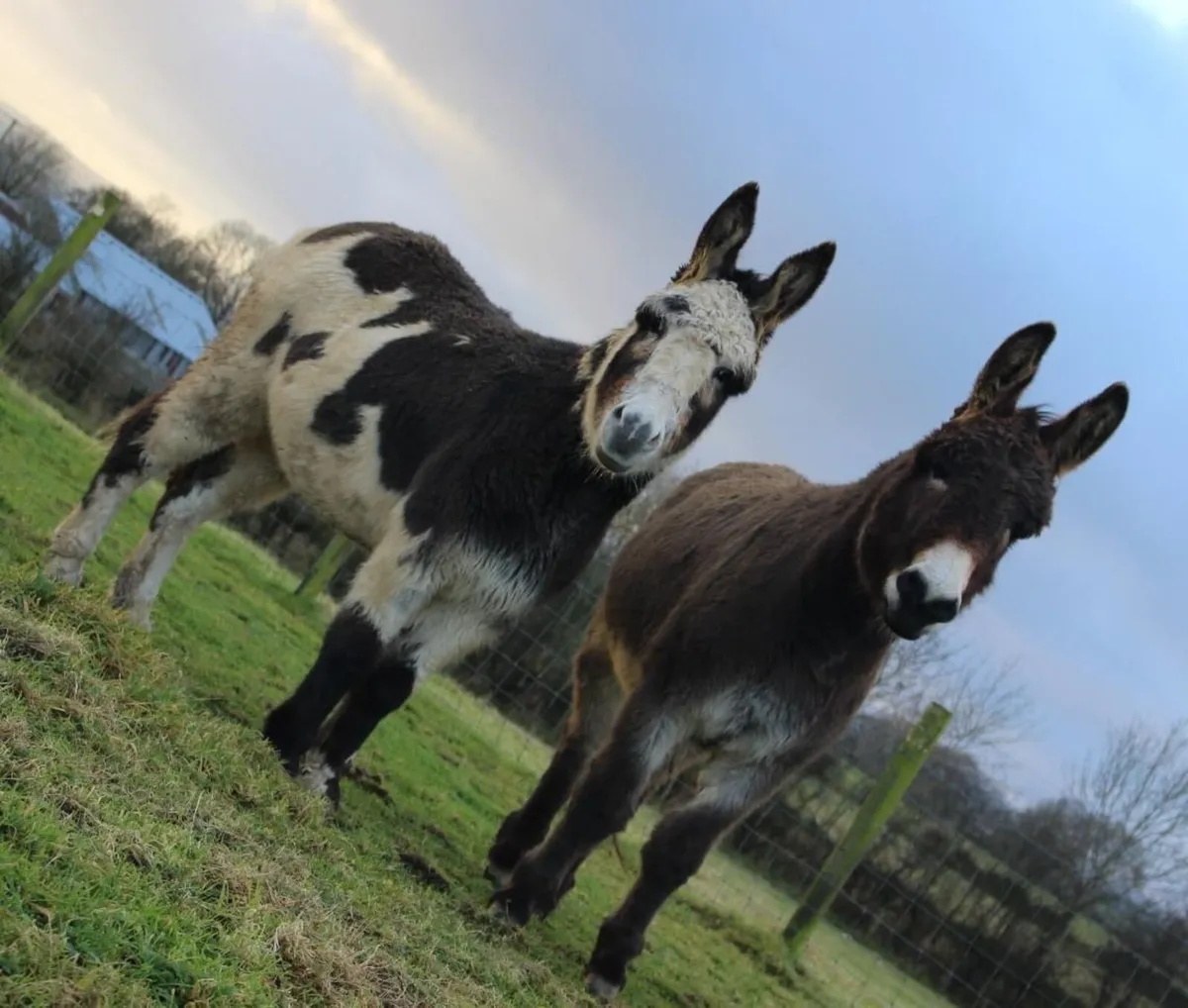 Donkeys - Image 3