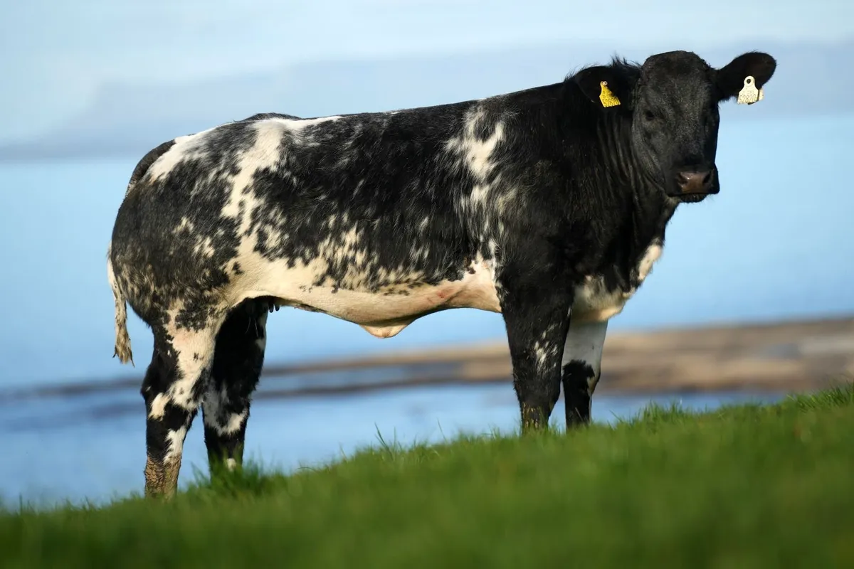30 Show Heifers for Manorhamilton Mart Monday 🌟 - Image 1