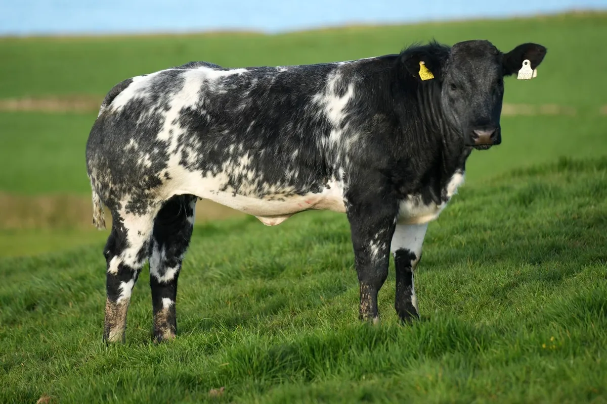 30 Show Heifers for Manorhamilton Mart Monday 🌟 - Image 2