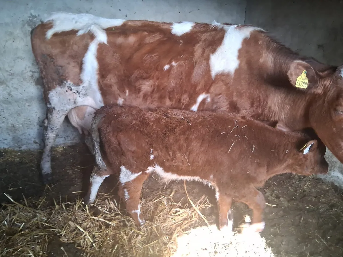 Calved sucklers - Image 2