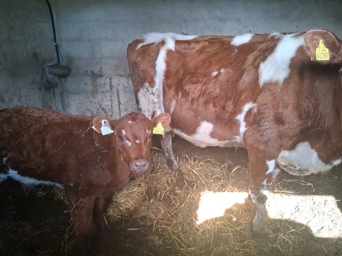 Calved sucklers - Image 3