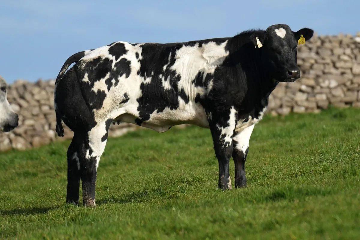 30 Show Heifers for Manorhamilton Mart Monday 🌟 - Image 3
