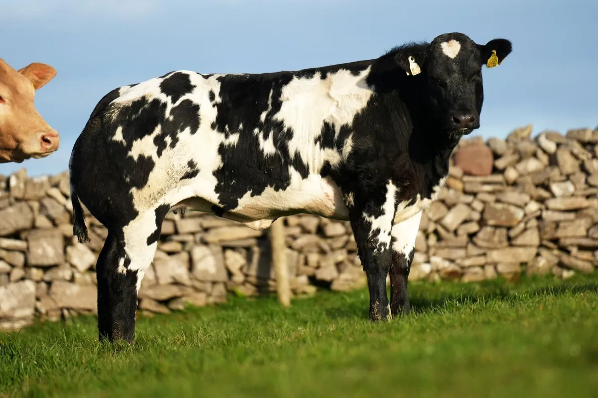 30 Show Heifers for Manorhamilton Mart Monday 🌟 - Image 4