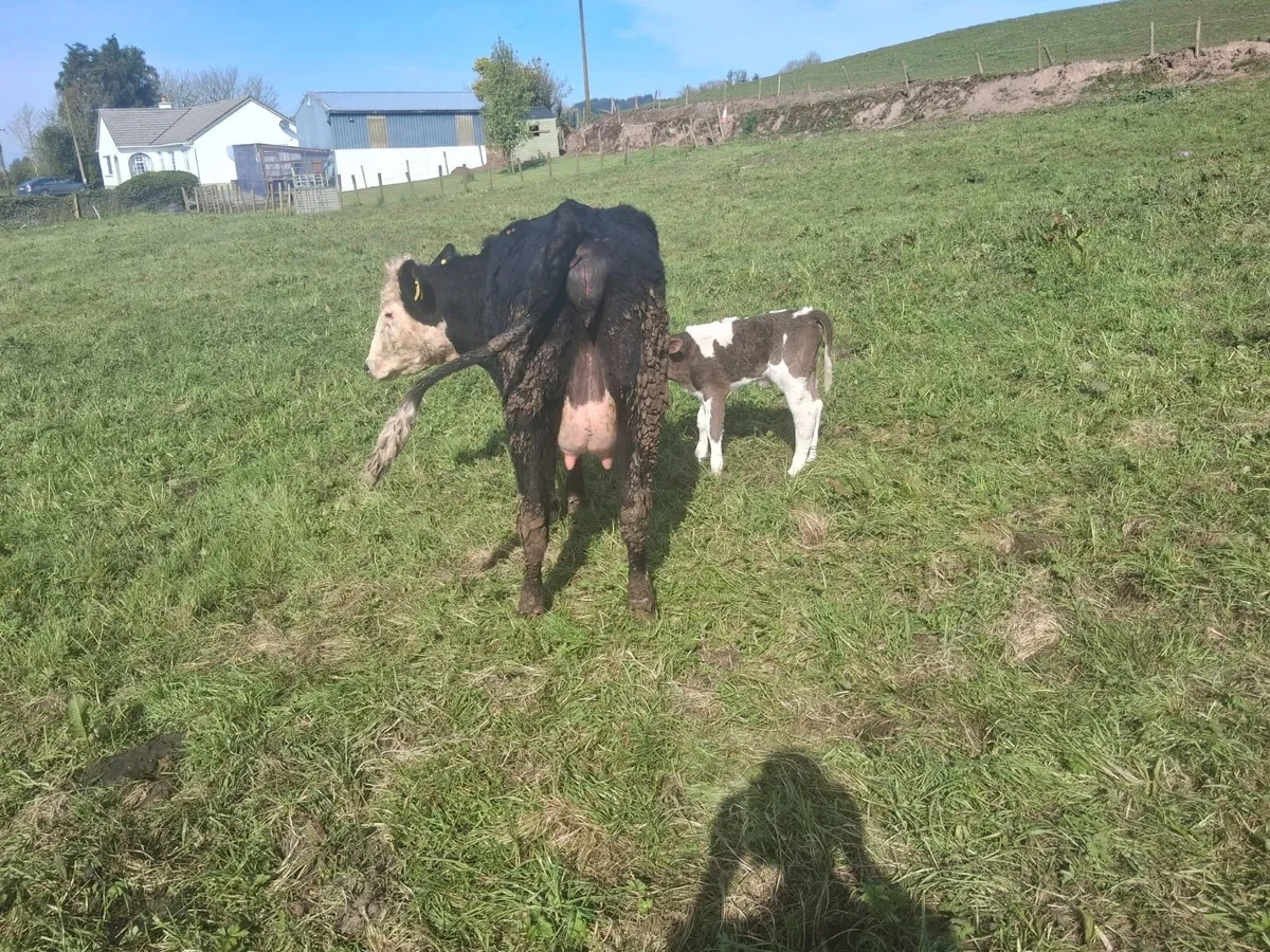 Calved sucklers - Image 4