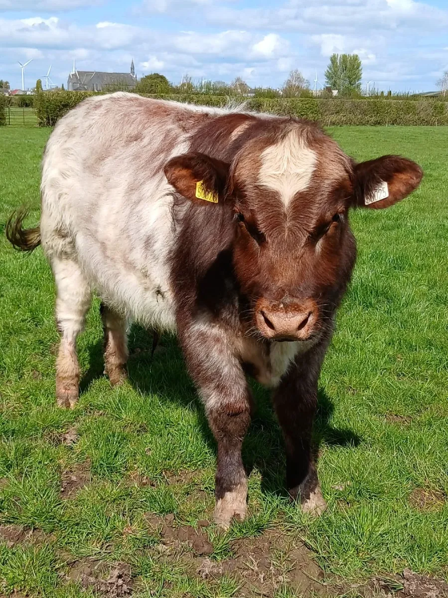 SH/SHX Cattle Sale 29th April Roscrea Mart - Image 1