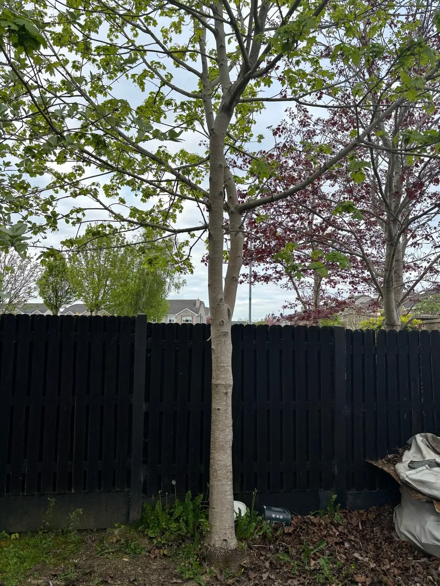 Norway Maple trees - Image 3