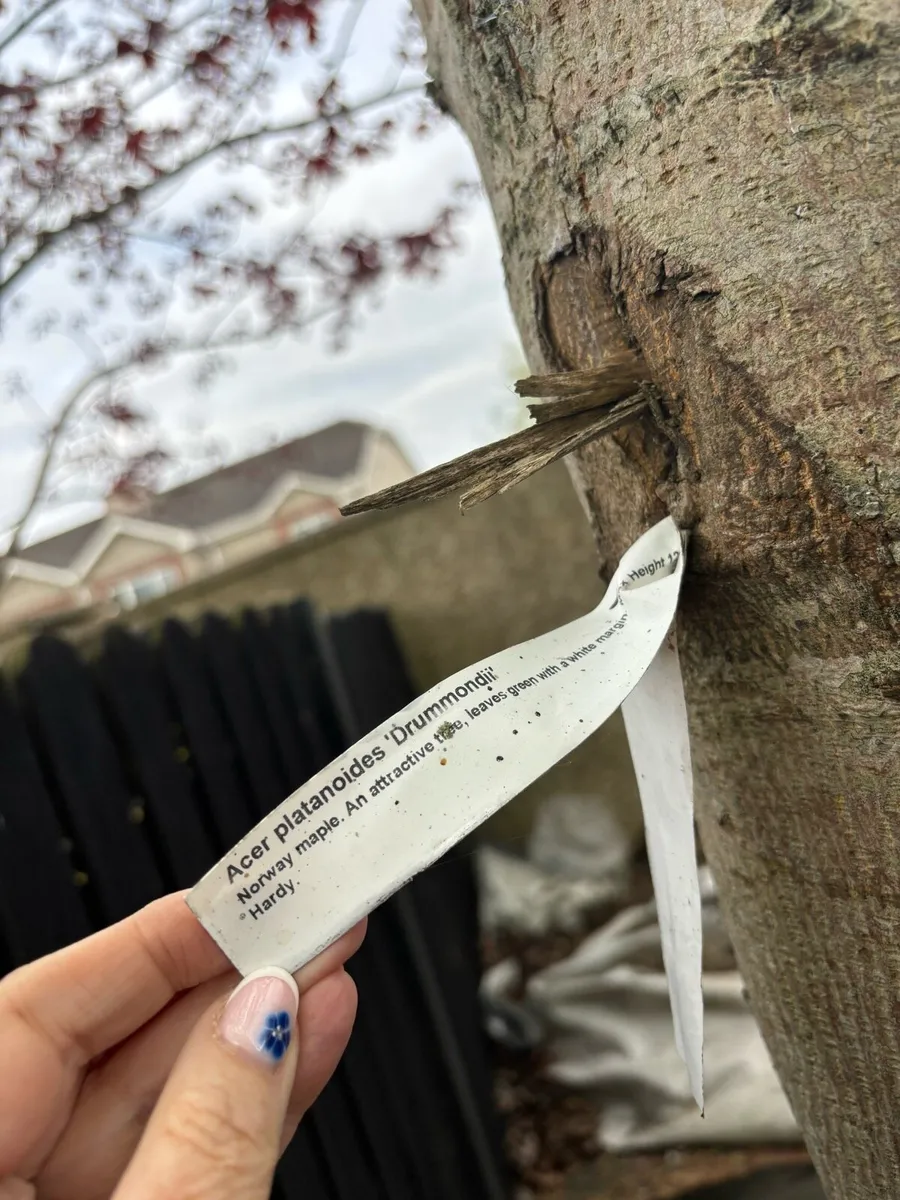 Norway Maple trees - Image 1