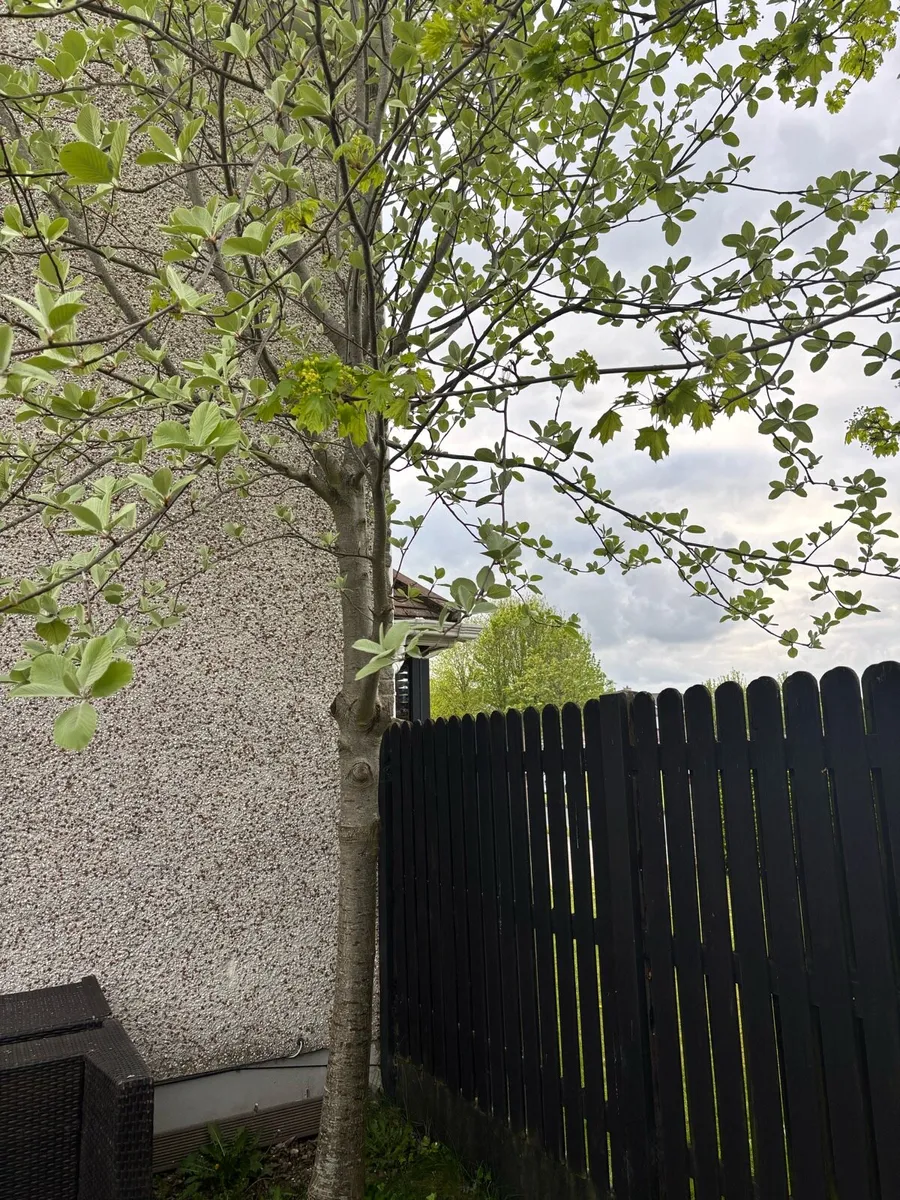 Norway Maple trees - Image 2