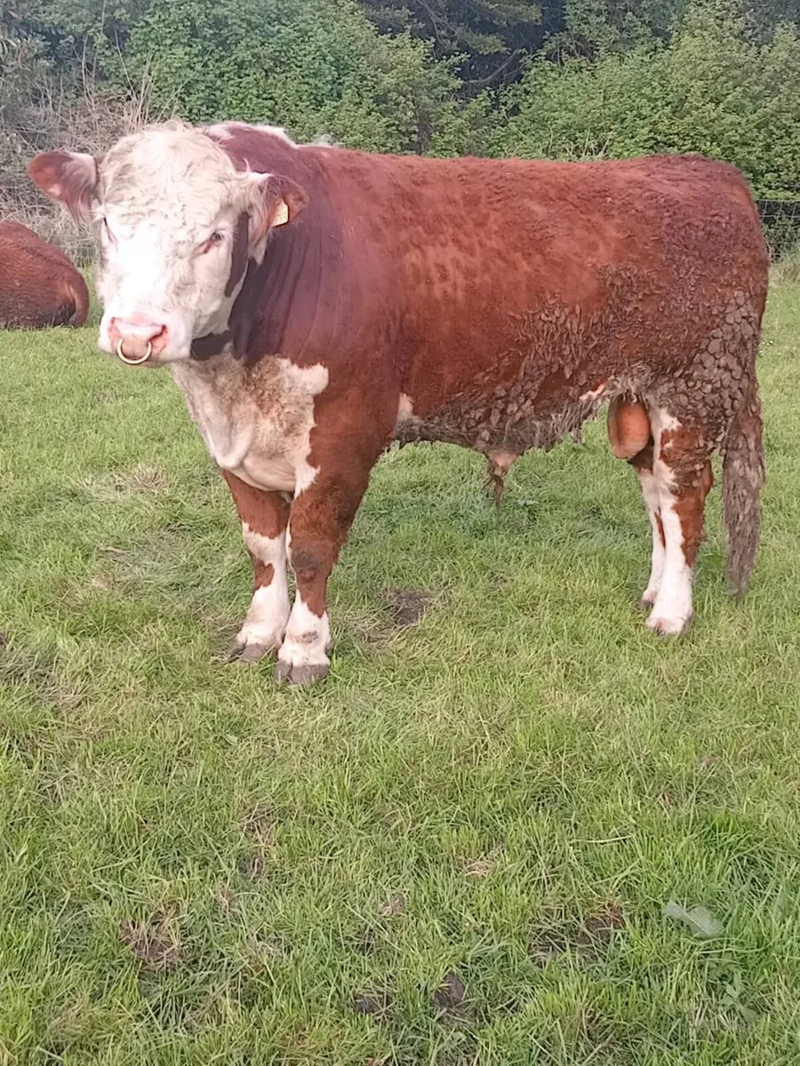 PBR Hereford bulls - Image 2