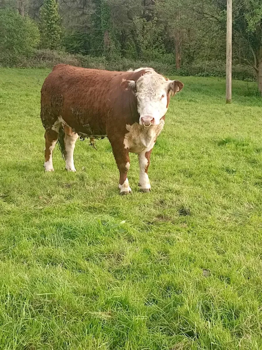 PBR Hereford bulls - Image 1