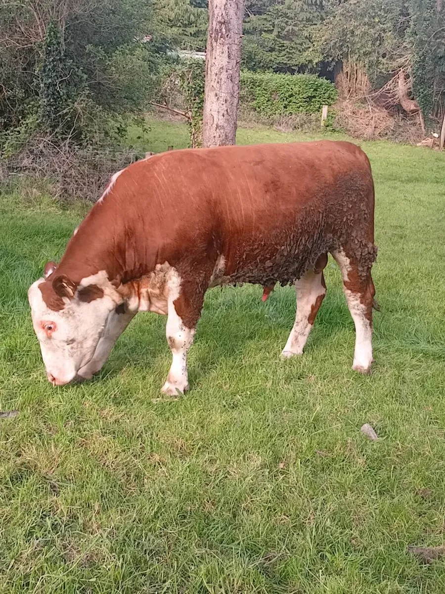 PBR Hereford bulls - Image 4