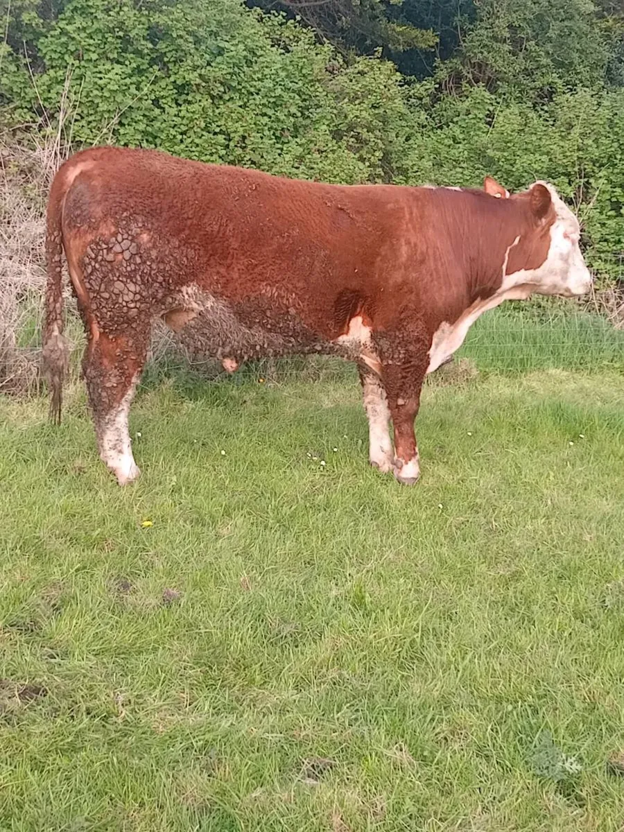 PBR Hereford bulls - Image 3