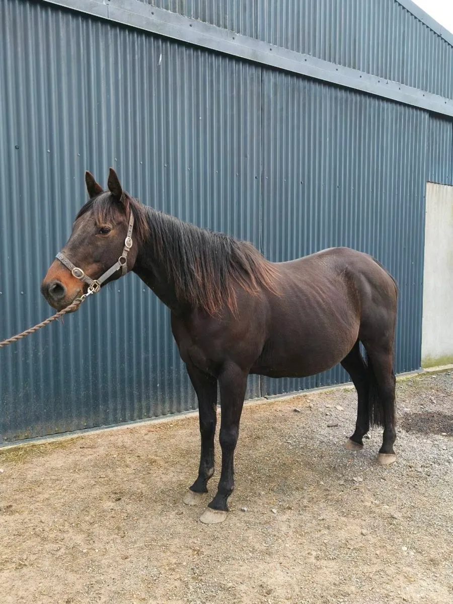 Quality proven broodmare in foal for sale - Image 1