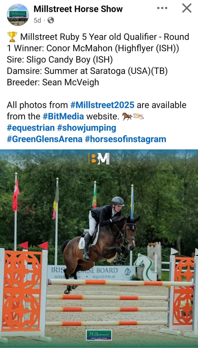 Quality proven broodmare in foal for sale - Image 2