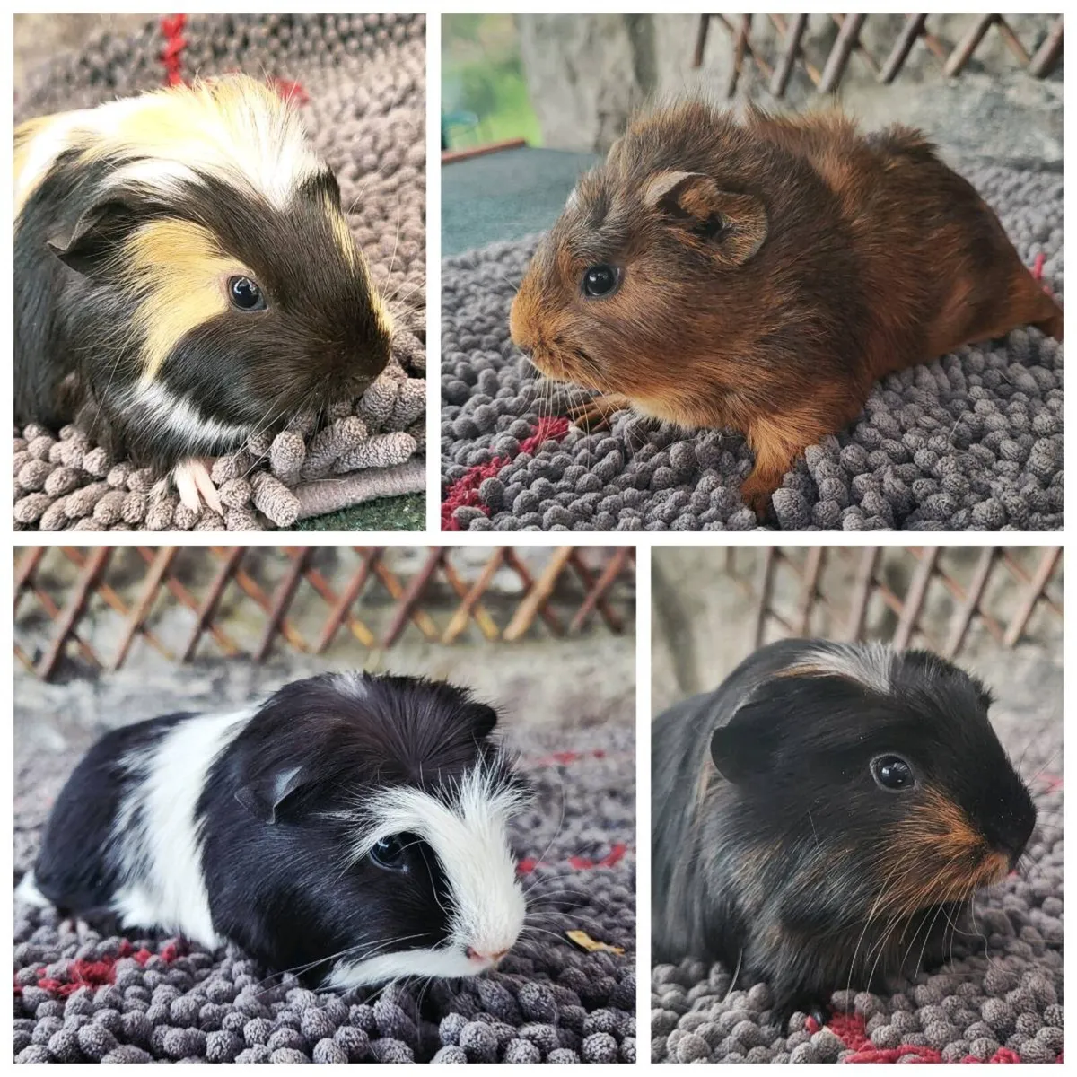 Super cute Guinea Pig Babies 😍