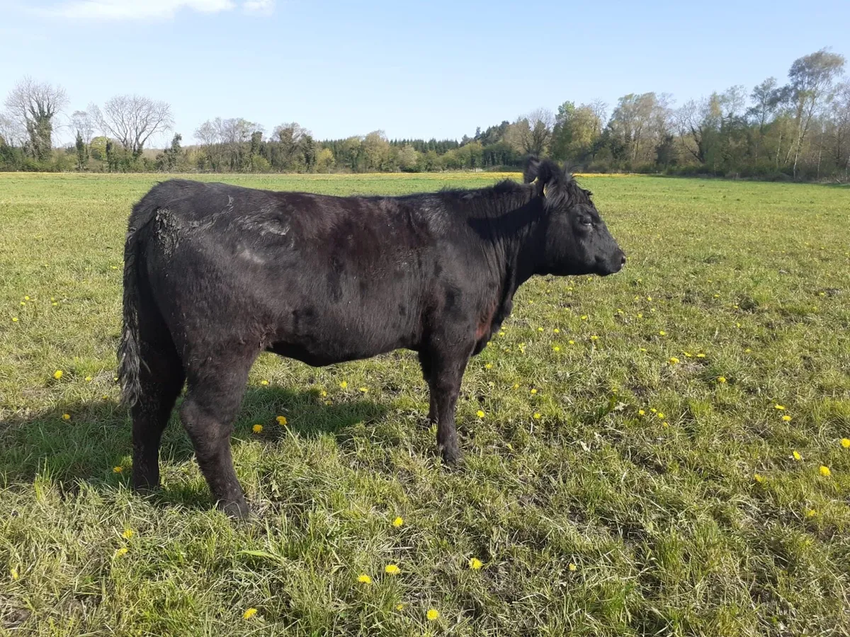 Purebred Registered Angus Heifer - Image 1