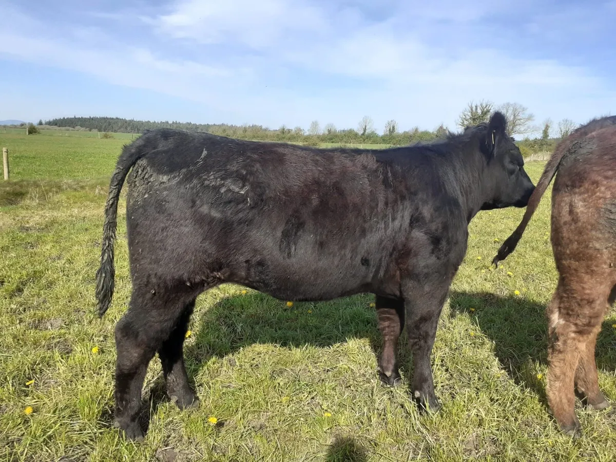 Purebred Registered Angus Heifer - Image 2