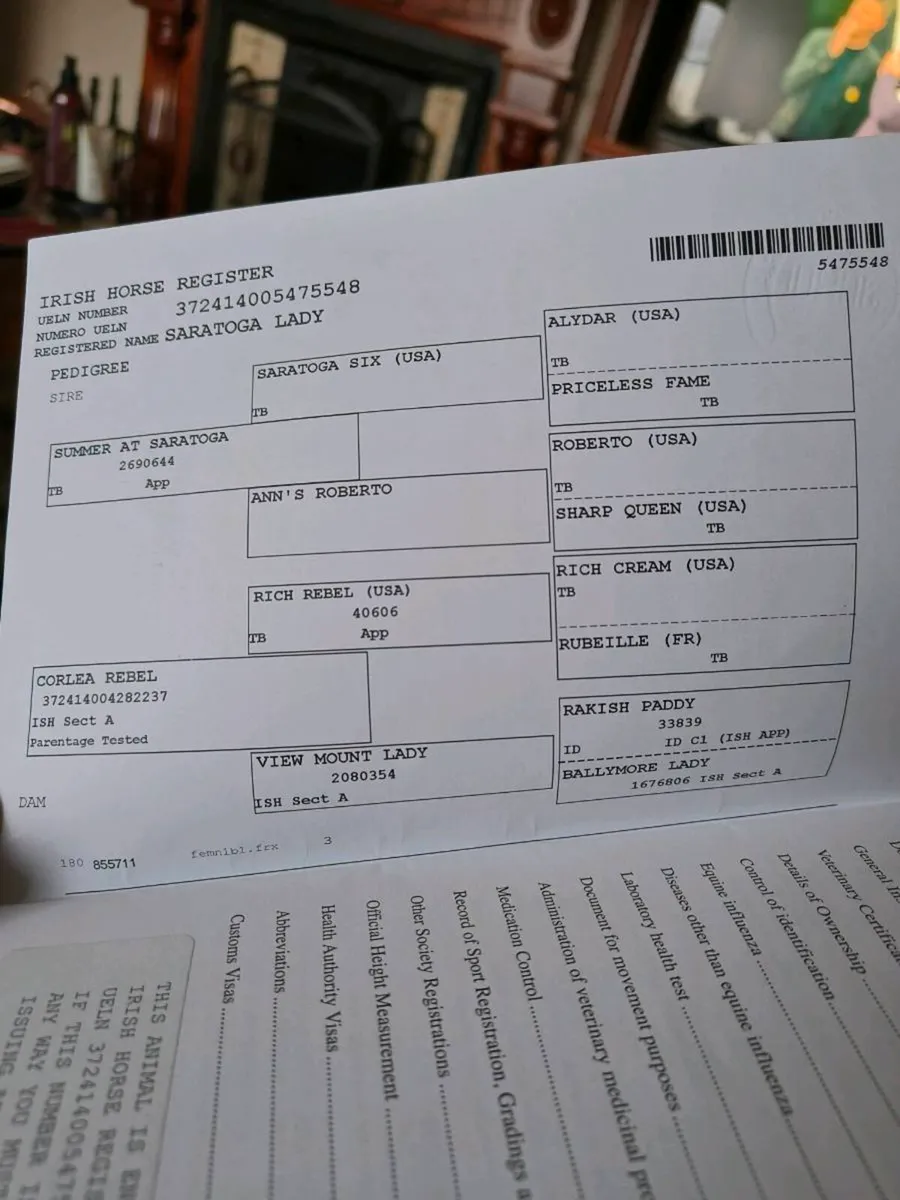 Quality proven broodmare in foal for sale - Image 3