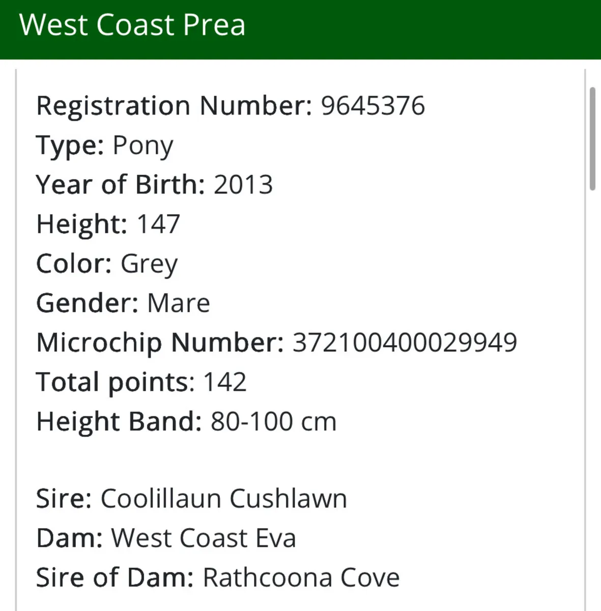 Fun Allround pony - Image 4