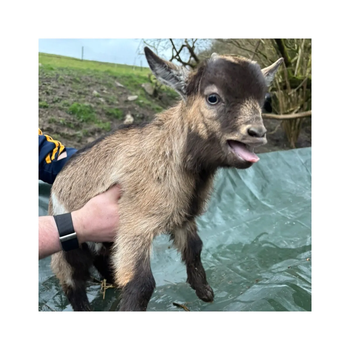 Male pygmy kid goat - Image 2