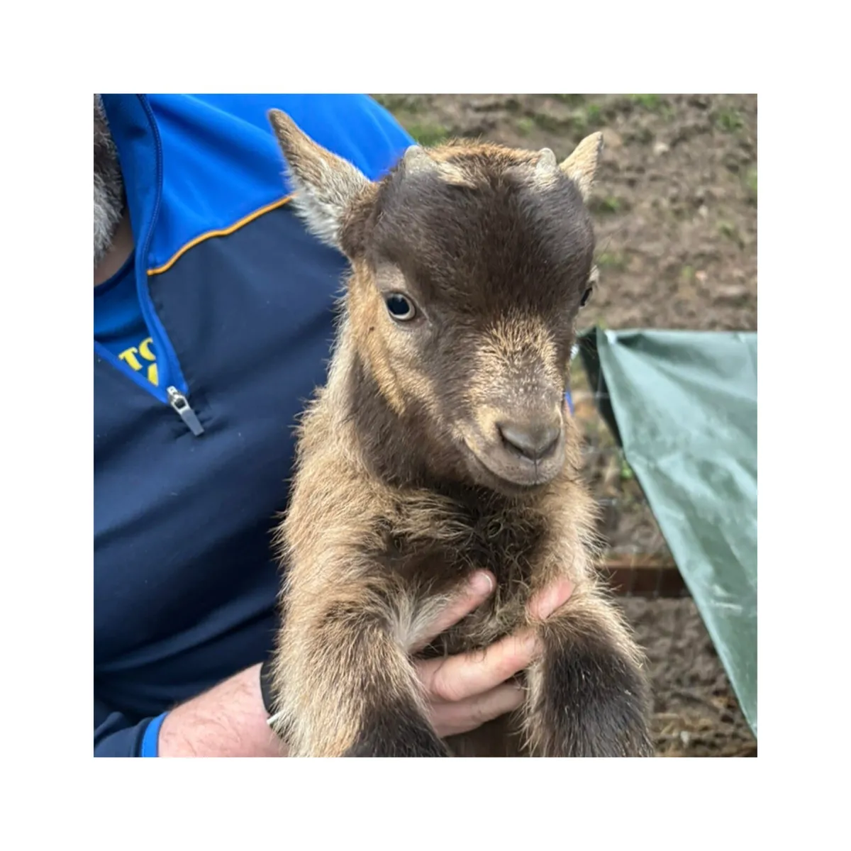 Male pygmy kid goat - Image 3