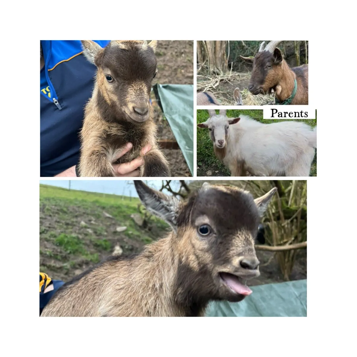 Male pygmy kid goat - Image 1