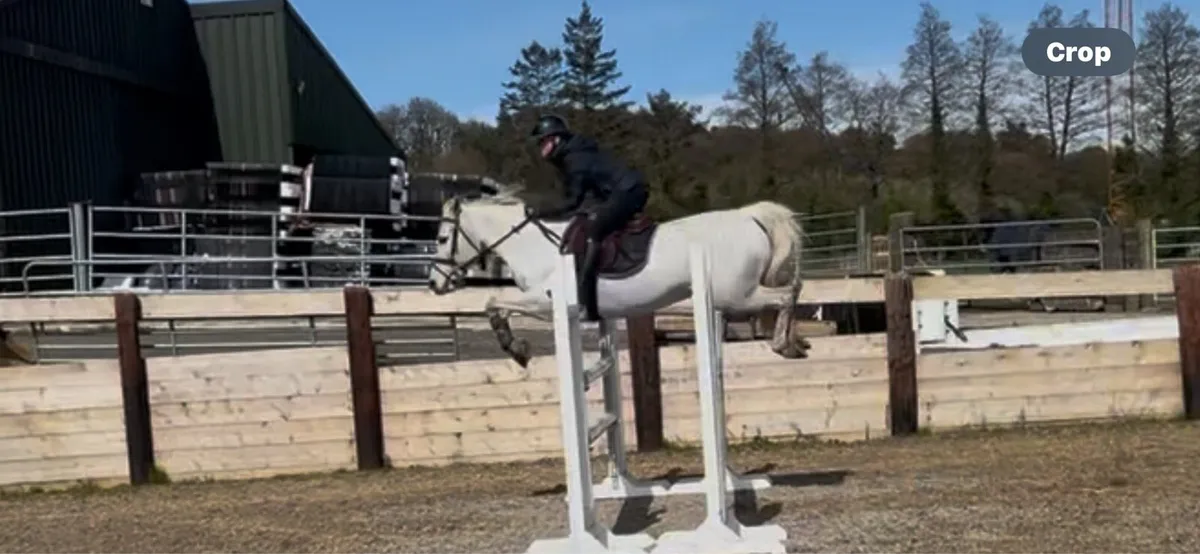 Fun Allround pony - Image 3